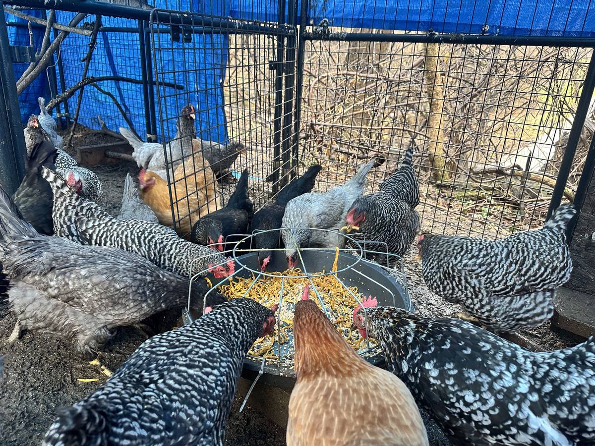 The flock enjoying Chick-Etti