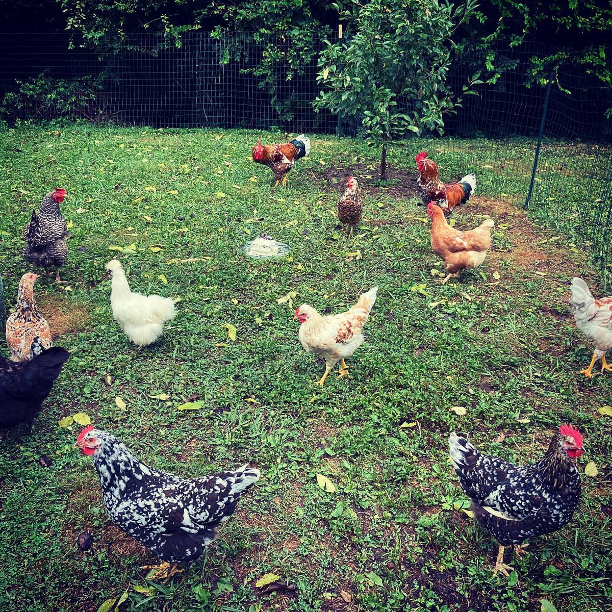 Happy chickens free-ranging in the Avondale backyard