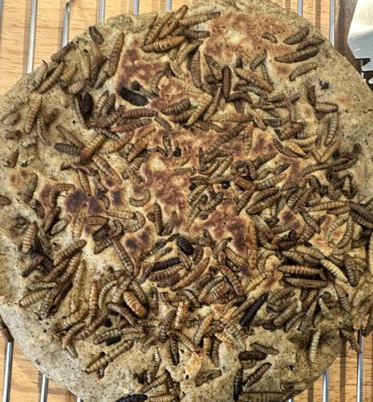 Flap-Jacks golden enrichment pancake on cooling rack